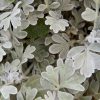 Ezüstüröm – Artemisia stelleriana 'Silver Brocade'