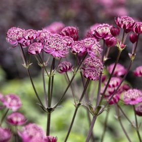   Nagy völgycsillag – Astrantia major 'Magical Red'