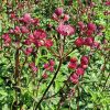 Nagy völgycsillag – Astrantia major 'Magical Red'