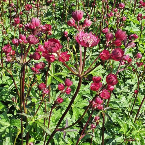 Nagy völgycsillag – Astrantia major 'Magical Red'
