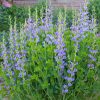 Kék hamis indigó – Baptisia australis
