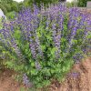 Kék hamis indigó – Baptisia australis