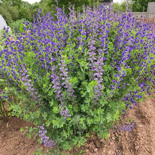 Kék hamis indigó – Baptisia australis