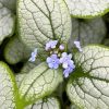 Kaukázusi nefelejcs – Brunnera macrophylla 'Alexandria'