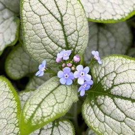   Kaukázusi nefelejcs – Brunnera macrophylla 'Alexandria'