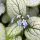 Kaukázusi nefelejcs – Brunnera macrophylla 'Alexandria'