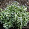 Kaukázusi nefelejcs – Brunnera macrophylla 'Alexandria'