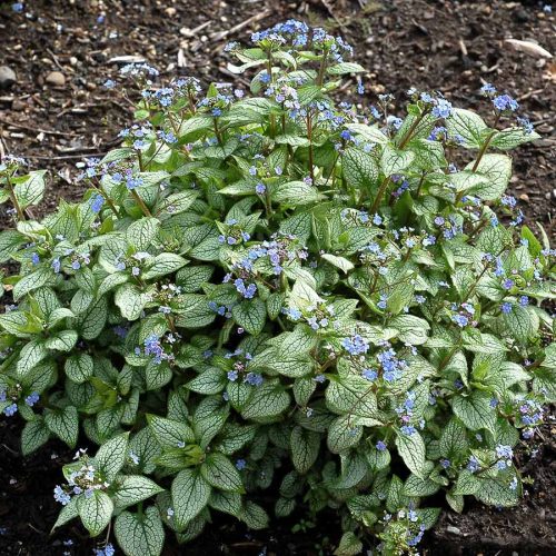 Kaukázusi nefelejcs – Brunnera macrophylla 'Alexandria'
