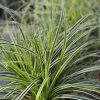 Tarka levelű japán sás – Carex oshimensis 'Feather Falls'