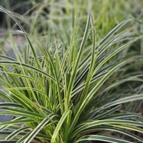   Tarka levelű japán sás – Carex oshimensis 'Feather Falls'