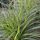 Tarka levelű japán sás – Carex oshimensis 'Feather Falls'