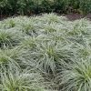 Tarka levelű japán sás – Carex oshimensis 'Feather Falls'
