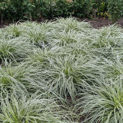 Tarka levelű japán sás – Carex oshimensis 'Feather Falls'