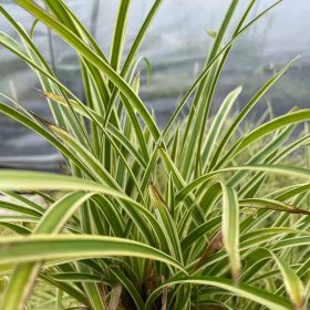   Tarka levelű japán sás – Carex morrowii 'Vanilla Ice'