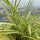 Tarka levelű japán sás – Carex morrowii 'Vanilla Ice'