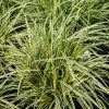 Tarka levelű japán sás – Carex morrowii 'Vanilla Ice'