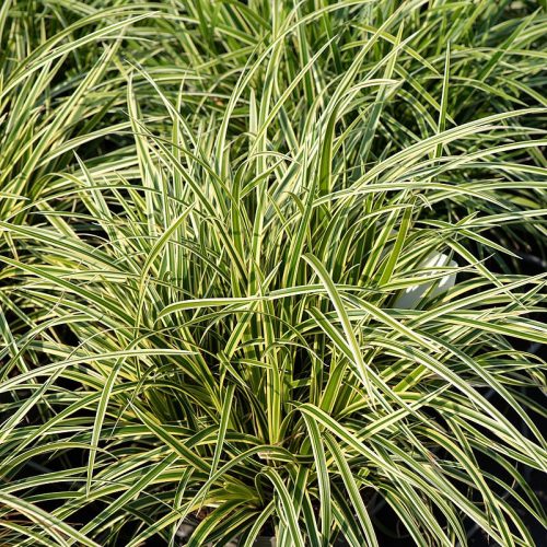 Tarka levelű japán sás – Carex morrowii 'Vanilla Ice'