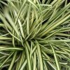 Aranytarka japán sás – Carex oshimensis 'Evergold'