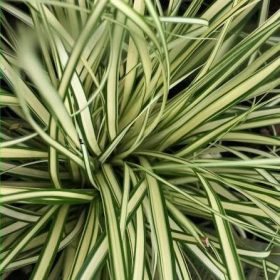   Aranytarka japán sás – Carex oshimensis 'Evergold'