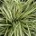 Aranytarka japán sás – Carex oshimensis 'Evergold'