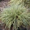 Aranytarka japán sás – Carex oshimensis 'Evergold'