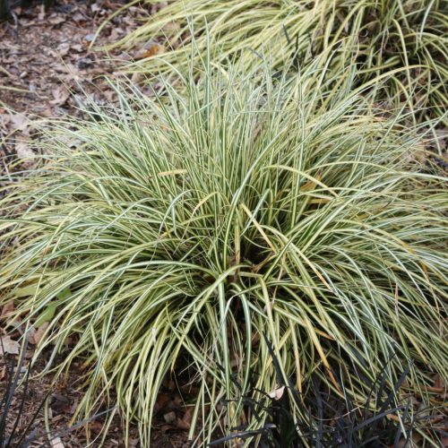 Aranytarka japán sás – Carex oshimensis 'Evergold'