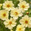 Nagyvirágú menyecskeszem – Coreopsis 