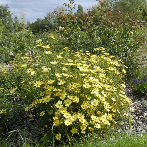 Nagyvirágú menyecskeszem – Coreopsis 