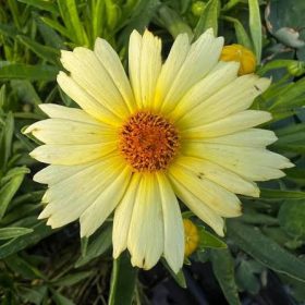 Menyecskeszem – Coreopsis 'Uptick Cream'