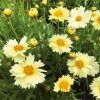 Menyecskeszem – Coreopsis 'Uptick Cream'