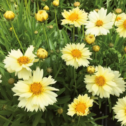 Menyecskeszem – Coreopsis 'Uptick Cream'