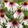 Kasvirág – Echinacea 'JS Engeltje'