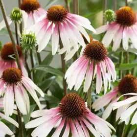 Kasvirág – Echinacea 'JS Engeltje'