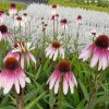 Kasvirág – Echinacea 'JS Engeltje'