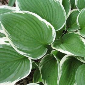Árnyékliliom – Hosta 'Francee'