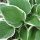 Árnyékliliom – Hosta 'Francee'