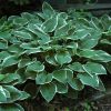 Árnyékliliom – Hosta 'Francee'