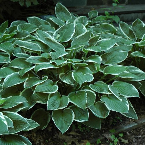 Árnyékliliom – Hosta 'Francee'