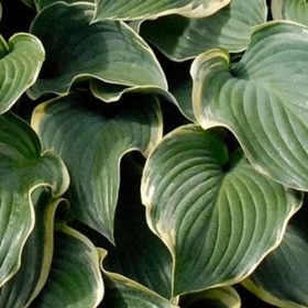 Árnyékliliom – Hosta 'Regal Splendor'
