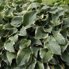 Árnyékliliom – Hosta 'Regal Splendor'