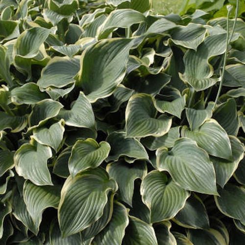 Árnyékliliom – Hosta 'Regal Splendor'