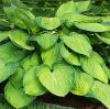 Árnyékliliom – Hosta 'Stained Glass'