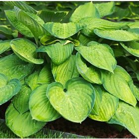 Árnyékliliom – Hosta 'Stained Glass'