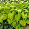 Árnyékliliom – Hosta 'Stained Glass'