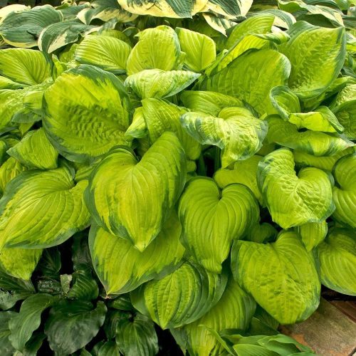 Árnyékliliom – Hosta 'Stained Glass'