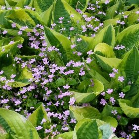 Árnyékliliom – Hosta 'Twilight'