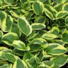 Árnyékliliom – Hosta 'Twilight'