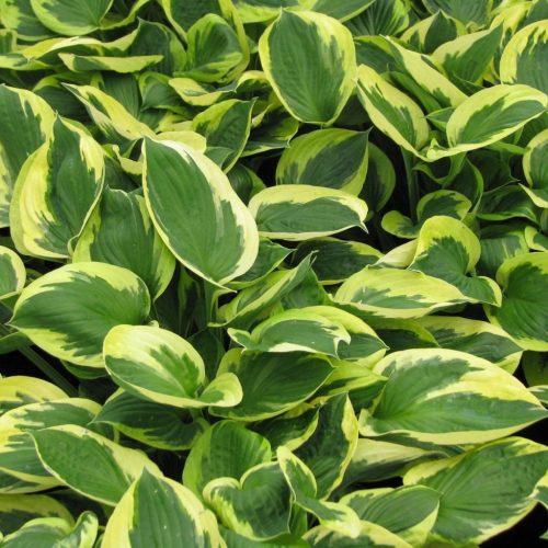 Árnyékliliom – Hosta 'Twilight'