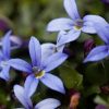 Izotoma – Isotoma fluviatilis 'Dark Blue'