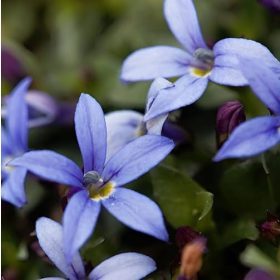Izotoma – Isotoma fluviatilis 'Dark Blue'